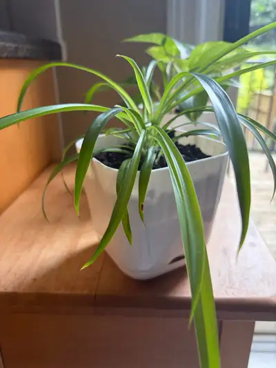 Spider and Pothos plants , View more