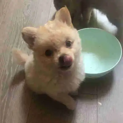 Sweet playful Pomchi male puppy  looking for his forever home, View more