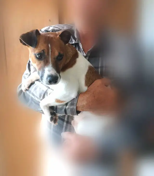 +++Chien Jack Russell mâle adulte à vendre in Dogs & Puppies for Rehoming in Longueuil / South Shore - Image 2