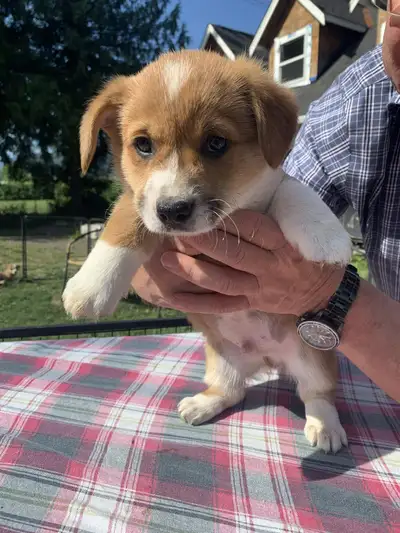 After last weekend we have one Adventurous Corgi Pup ready to go Big White was the last born in a 9...