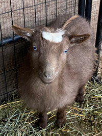 Miniature Goats - doelings - Maple Ridge