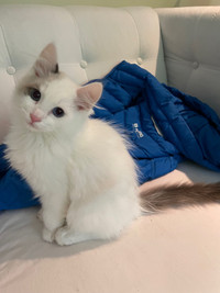 Rag doll kitten  3month old till 5.2