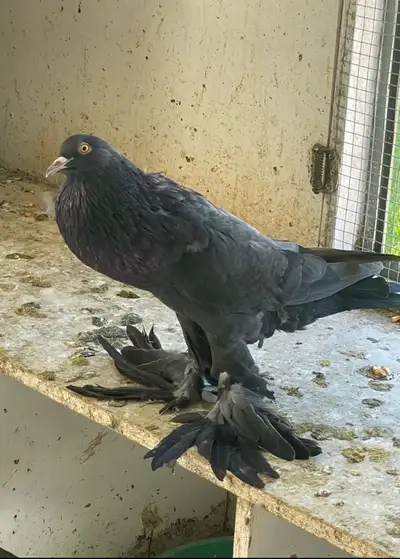 Pomeranian Pouter pigeon, View more