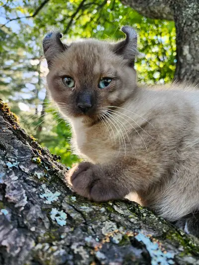 Highland lynx, View more