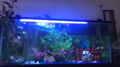 Hello there! I am offering/willing to re-home/rescue your unwanted or over stocked fish you have. I...