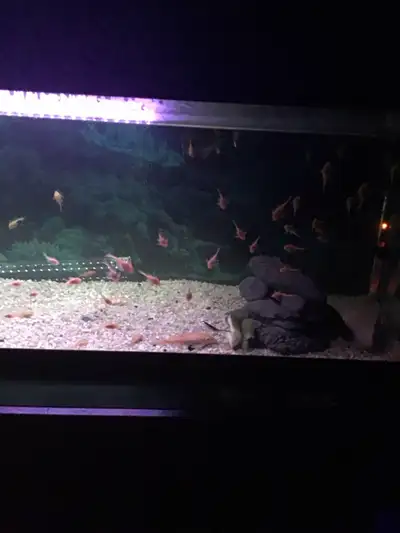 Albino bristlenose plecos, View more