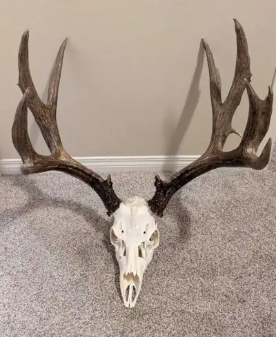 Looking to get a Euro mount done on that tag you filled this year or that dead head you came across...