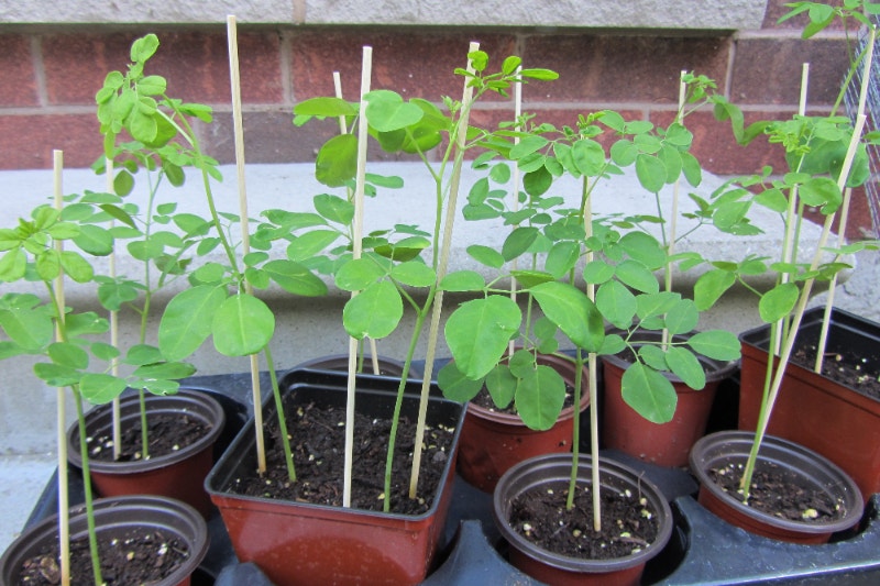 Moringa/Malunggay Seeds / Seedlings for Sale 5 Plants, Fertilizer