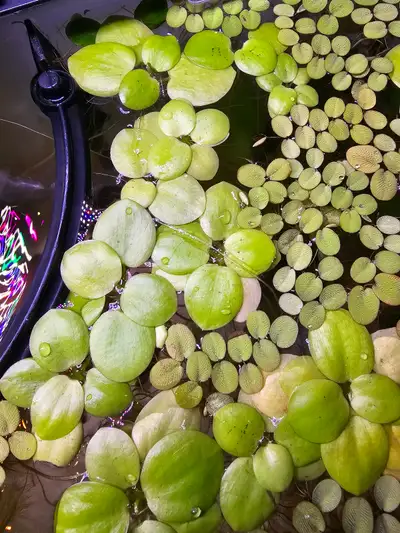 Floating aquarium plants, Frogbit, Salvinia, View more
