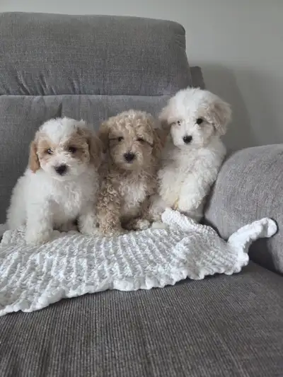Adorable Bichonpoo Puppies, View more