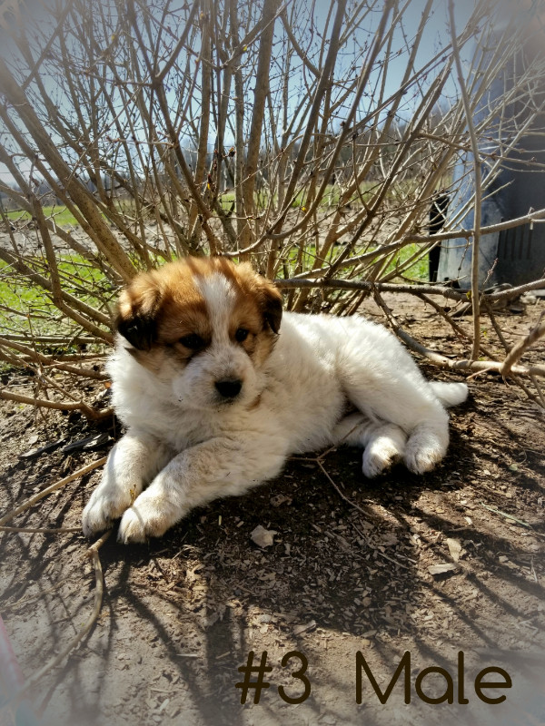 Great Pyrenees/Border Collie Mix Puppies in Dogs & Puppies for Rehoming in Kitchener / Waterloo - Image 4