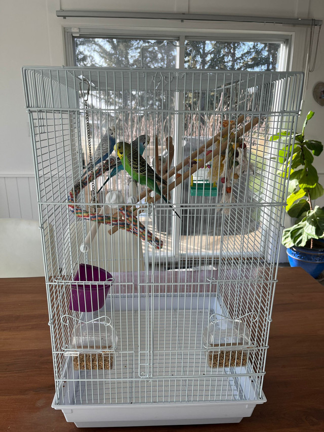 Budgies with cage in Birds for Rehoming in Calgary