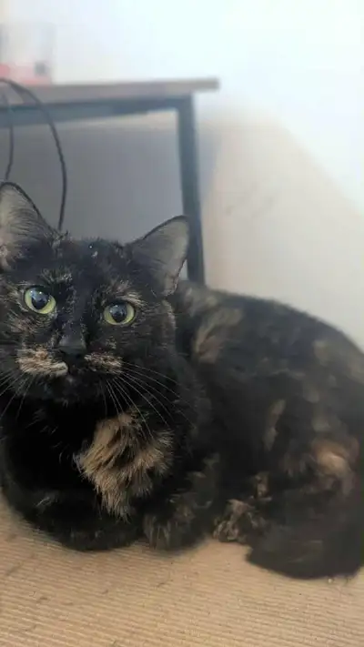 I'm offering two lovely cats. One is a tortoiseshell of 4 years old and the other is a tabby of 7 ye...