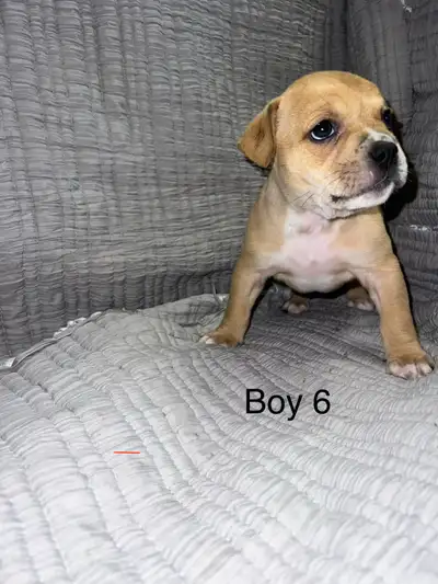 olde English Bulldogge Hybrid puppies, View more