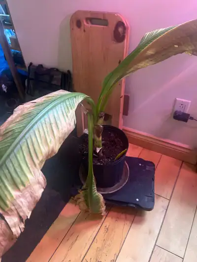 mature banana plant. , View more