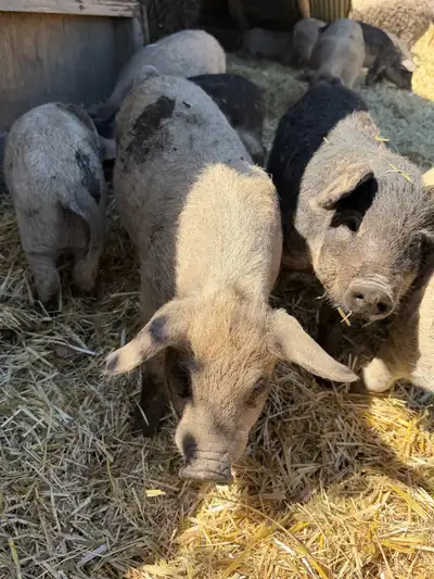 Mangalitsa boar , View more