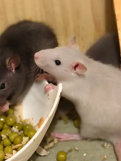 BOGO pet fancy rats! , View more