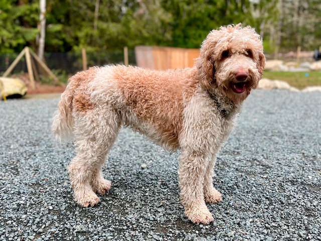 OFA health tested - Goldendoodles - 2 Upcoming Summer litters in Dogs & Puppies for Rehoming in Victoria - Image 3