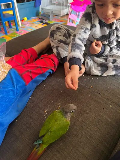 green cheek conure and large cage, View more