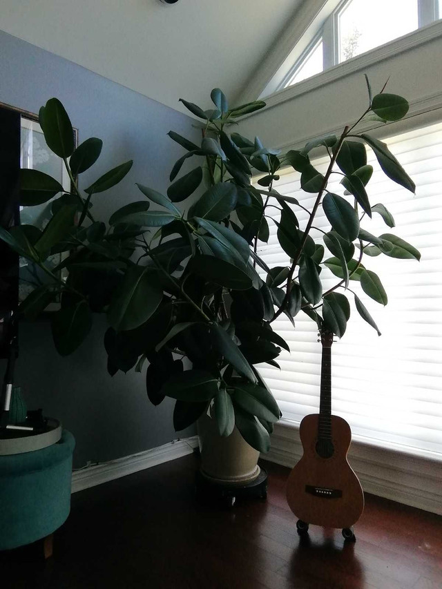 Rubber plant, ficus elastica,  in Home Décor & Accents in City of Halifax - Image 2