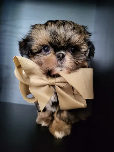 ❤️ PUREBRED IMPERIAL SHIH TZU PUPPIES FROM CKC BLOODLINES ❤️, View more