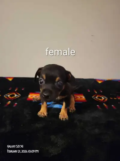 1.5 month old deerhead chihuahuas for sale, View more