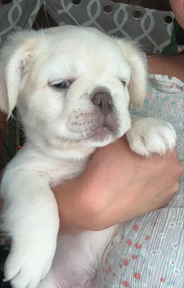 Rare all white fluffy french bulldogs puppies in Dogs & Puppies for Rehoming in City of Toronto - Image 5