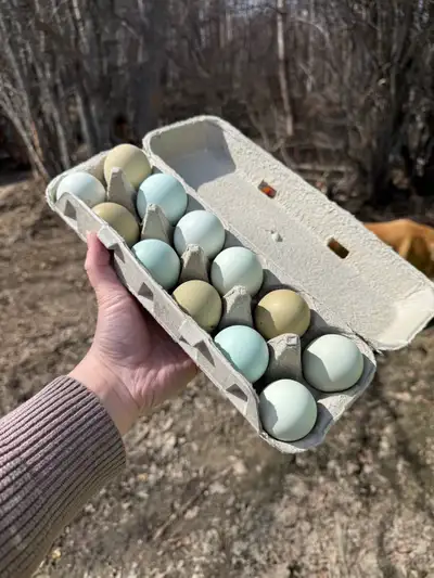 F1 Olive Egger Hatching Eggs, View more