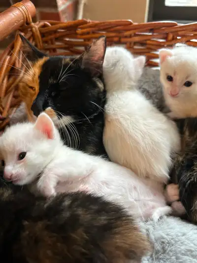 3 Adorable White Short-Haired Kittens – Ready for Forever Homes!, View more