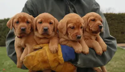 CKC Fox Red Labrador Retrievers (OFA Tested), View more