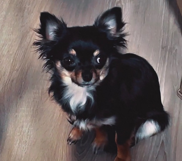 Long Haired Chihuahua in Other in Regina - Image 2
