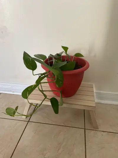 Pothos Plant with stand, View more