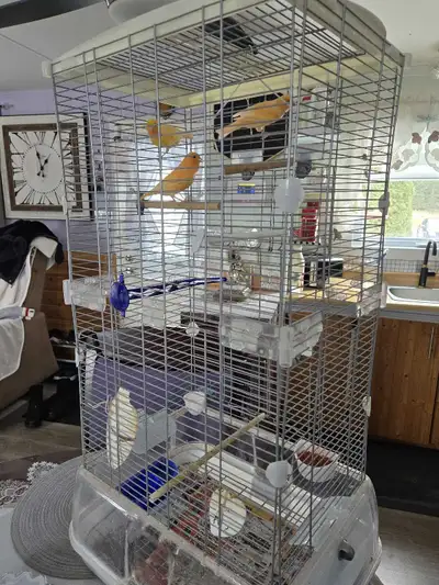 2 mâles serin et 3 femelles a vendre  et négociable, View more