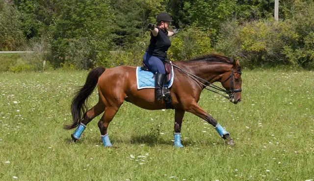 Horse Camp (July/August)514440161102417921