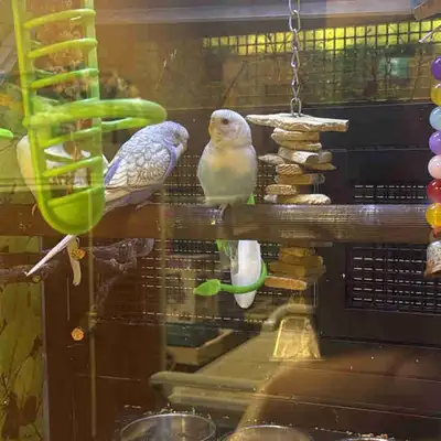 Two budgies for sale, View more