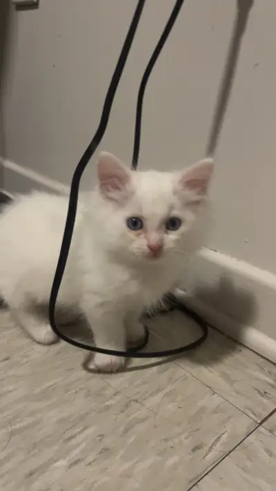 Simba needs a new home , View more