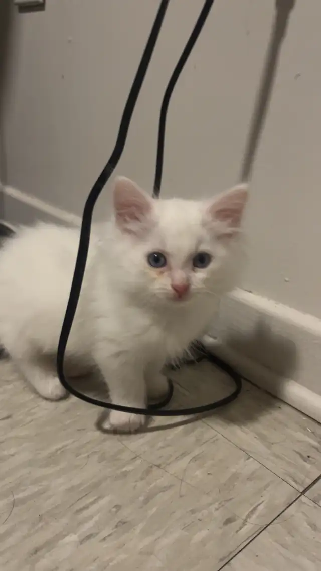 Simba needs a new home  in Cats & Kittens for Rehoming in City of Montréal - Image 2