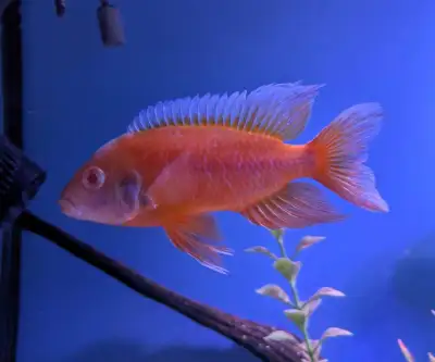 Albino Eureka Red Peacock, View more
