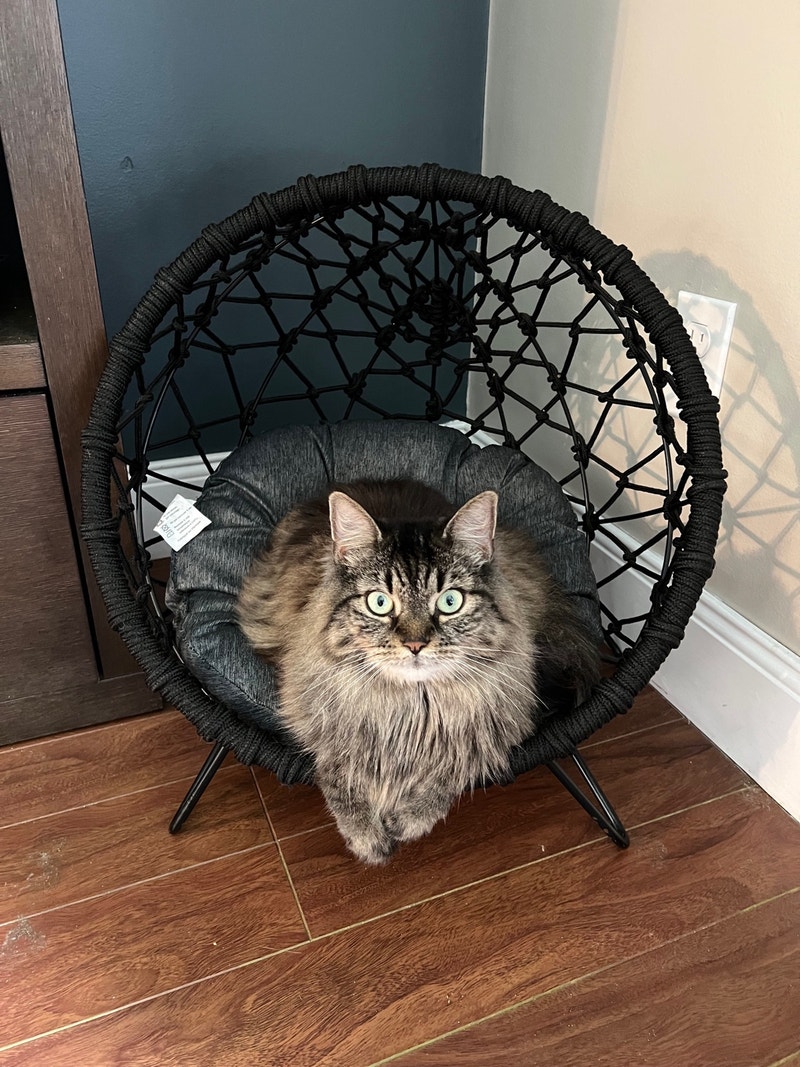 1 cat rehome due to family emergency Cats & Kittens for Rehoming