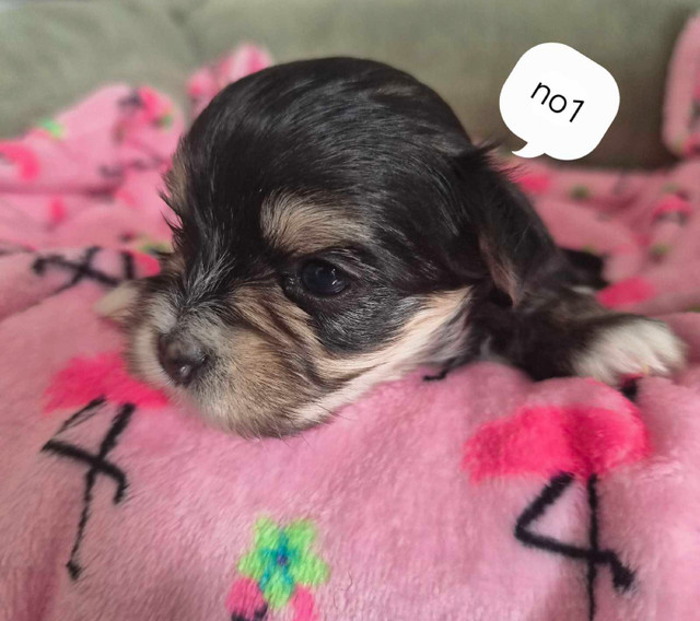 4 belles petites femelles Morkies dans Chiens et chiots à adopter  à Longueuil/Rive Sud - Image 2