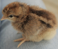 Chicken - Cream Legbar Chicks 