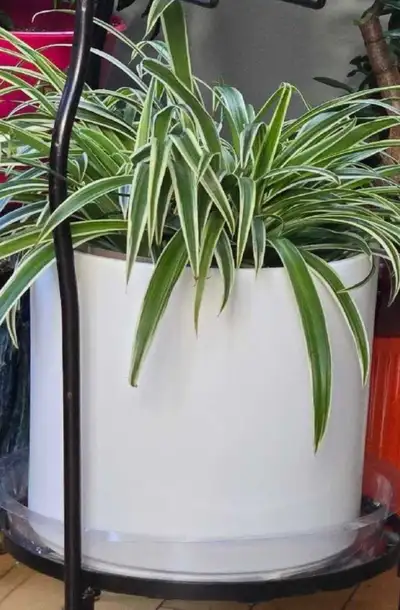 SPANG GERMANY CERAMIC INDOOR / OUTDOOR PLANTER + SPIDER PLANT, View more
