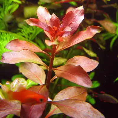 LIVE AQUARIUM PLANT : RED LUDWIGIA : (LUDWIGIA REPENS), View more