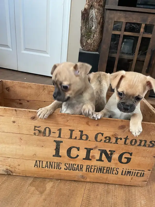 Chug puppies only 2 left in Dogs & Puppies for Rehoming in Moncton - Image 5
