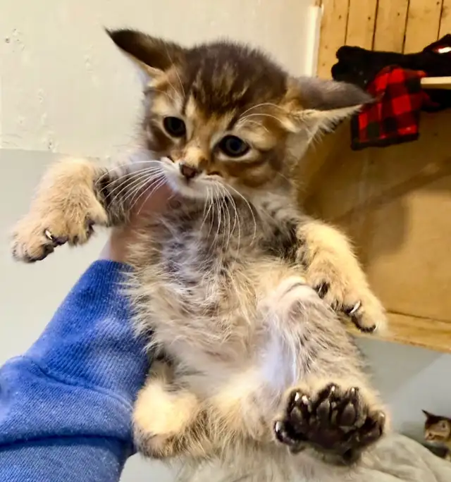 JUNGLE CURL et jungle bob F3 et Chausie F2 in Cats & Kittens for Rehoming in Gatineau - Image 12