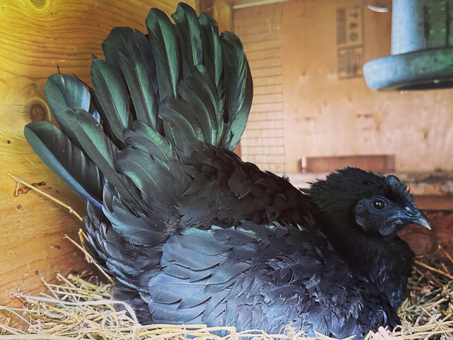 Œufs féconds Ayam Cemani  dans Animaux de ferme  à Laval/Rive Nord - Image 2