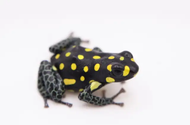 Ranitomeya vanzolinii in Reptiles & Amphibians for Rehoming in North Shore - Image 3