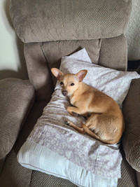 Chihuahua for sale female red in color