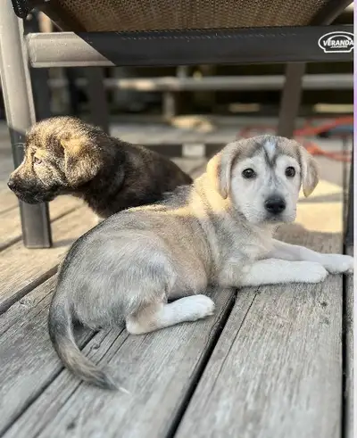 Chiots 1 femelles et 3 males prêts a etre adoptés. Ils sont vermifuge avec fenbendazole. Enjoués et...