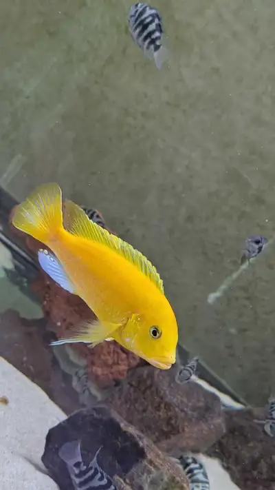 baby for sale , View more